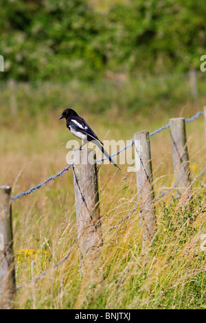 Magpie commune (Pica pica) perché sur piquet Banque D'Images