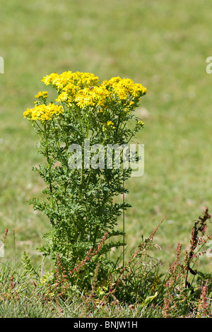 Politique Séneçon jacobée (Senecio jacobaea) en fleurs en été Banque D'Images