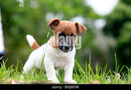Chiot Jack Russell Banque D'Images