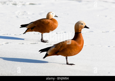 Tadorne, ou canard Brahminy (Casarca Tadorna ferruginea) est dans un zoo. Banque D'Images