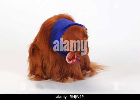 Cavalier King Charles Spaniel, ruby, manger cru trachée / os, BARF, boeuf, snoot, chien bonnet Banque D'Images