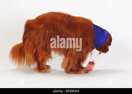 Cavalier King Charles Spaniel, ruby, manger cru trachée / os, BARF, boeuf, snoot, chien bonnet, côté Banque D'Images