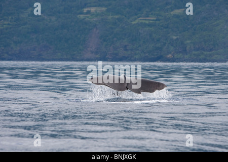 Cachalot, Physeter macrocephalus, Pottwal,Cachalote, Pico, Açores, Portugal, fluking, plongée Banque D'Images