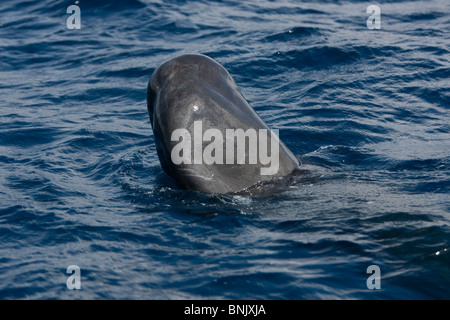 Cachalot, Physeter macrocephalus, Pottwal, Pico, Ángel, Açores, Portugal, spyhopping Banque D'Images