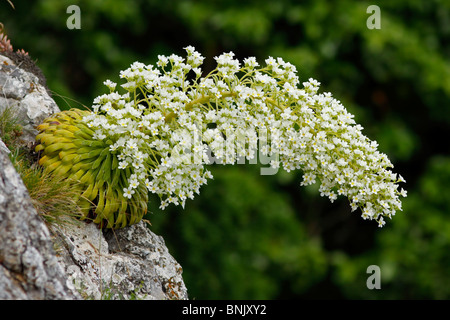 À feuilles longues, Saxifraga longifolia, en montagnes Aitana Banque D'Images
