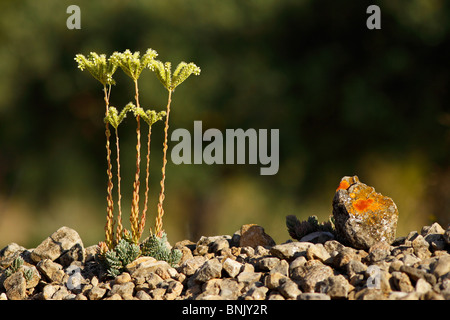 Sedum sediforme en fleur. Banque D'Images