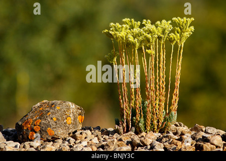 Sedum sediforme en fleur. Banque D'Images