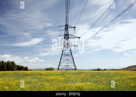 Pylone d'électricité dans un domaine de buttercups, Royaume-Uni Banque D'Images