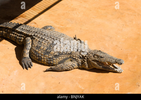 Dans le crocodile Crocod'Iles section du parc Djerba Explore, Midoun, Djerba, Tunisie Banque D'Images