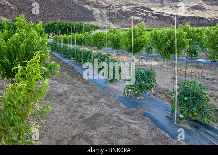 La culture intercalaire, les jeunes vergers de nectarine, plants de tomates, Banque D'Images