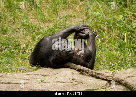 Maman avec bébé. Bonobo ou chimpanzé pygmée. Zoo de Cincinnati, Cincinnati, Ohio USA. Banque D'Images