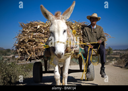 Un agriculteur transporte le fourrage dans un chariot tiré par un âne, en minéral de Pozos, San Luis de la Paz, Mexique Banque D'Images