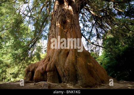 La base d'un bois rouge Sequoiadendron giganteum arbre dans Sheffield Park Garden. Banque D'Images