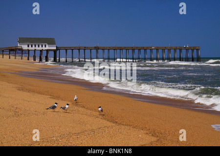 Mouettes sur la plage près de la jetée de pêche, Kitty Hawk Kitty Hawk Beach, North Carolina, USA Banque D'Images