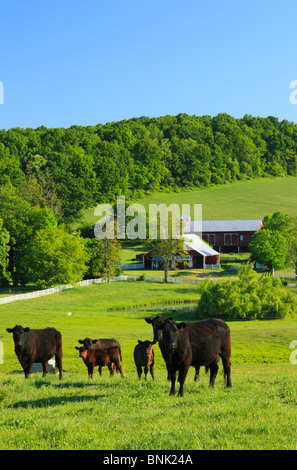 Le pâturage sur ferme près de Middlebrook dans la vallée de Shenandoah, en Virginie, USA Banque D'Images