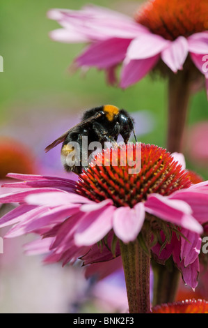 Bourdon, Bombus lucorum, se nourrissant sur une fleur echinacea purpurea dans un jardin anglais Banque D'Images