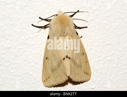 Buff hyponomeute du Spilosoma luteum Banque D'Images