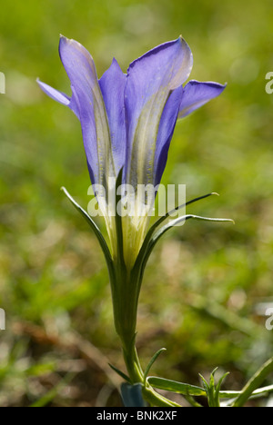 Gentiane des marais (Gentiana pneumonanthe) Banque D'Images