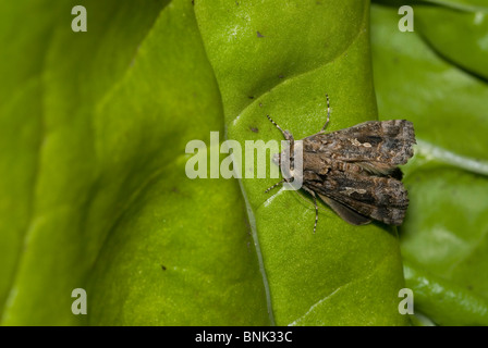 La fausse-arpenteuse du chou (Trichoplusia ni ou ni) Banque D'Images