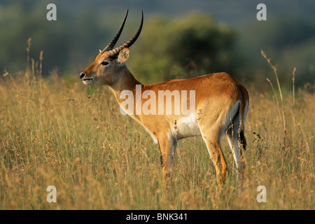 Un mâle, rouge (Kobus leche antilopes cobes lechwes), l'Afrique australe Banque D'Images