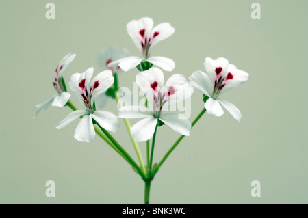 Un gros plan de pétales d'un hérisson à fleurs Geranium aussi connu comme un Géranium Echinatum ou Sweetheart géranium. Banque D'Images