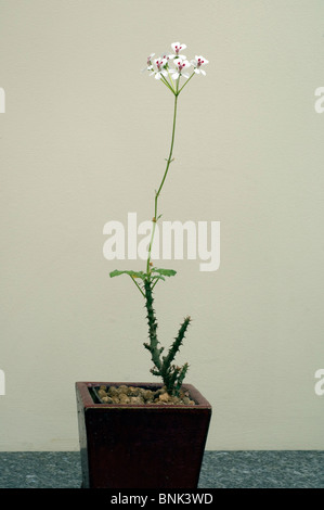 Un hérisson à fleurs Geranium aussi connu comme un Géranium Echium ou Sweetheart géranium, dans un pot.. Banque D'Images