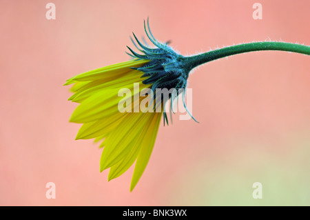 Fleur du topinambour Helianthus tuberosus Banque D'Images