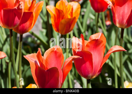 Tulip Time Festival Dutch Holland Michigan aux États-Unis US un parterre de tulipes orange Marjolein photos flou arrière-plans luxe premium haute résolution Banque D'Images