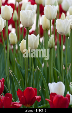 Tulip Time Festival Dutch Holland Michigan aux États-Unis US un parterre de tulipes blanches Triumphator vue avant fond d'écran personne vertical haute résolution Banque D'Images