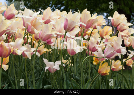 Tulip Time Festival Dutch Holland Michigan USA US Pink Tulips Blushing Lady Flowers From dessus vue de dessus bas angle remplissage fond d'écran haute résolution Banque D'Images