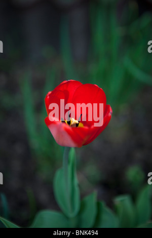 Tulipe rouge avec des étamines et pistil Banque D'Images