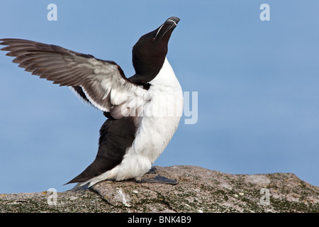 Petit pingouin battre des ailes Banque D'Images