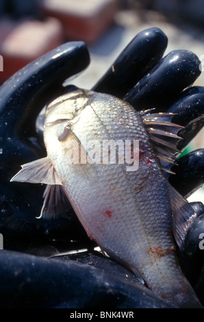 SHELLTOWN, MD, USA - 1997/09/25 : Un biologiste marin détient un poisson Menhaden avec des plaies ouvertes à partir de la chair de manger la pfiesteria foyer de maladie dans le fleuve Pocomoke le long de la baie de Chesapeake le 25 septembre 1997 dans Shelltown, Maryland. L'épidémie a causé une perte de 43 millions de dollars en recettes de la pêche et l'on pense être causées par le ruissellement de fumier de poulet de ferme dans la région. (Photo de Richard Ellis) Banque D'Images