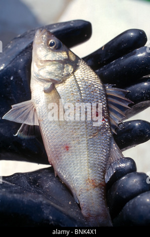 SHELLTOWN, MD, USA - 1997/09/25 : Un biologiste marin détient un poisson Menhaden avec des plaies ouvertes à partir de la chair de manger la pfiesteria foyer de maladie dans le fleuve Pocomoke le long de la baie de Chesapeake le 25 septembre 1997 dans Shelltown, Maryland. L'épidémie a causé une perte de 43 millions de dollars en recettes de la pêche et l'on pense être causées par le ruissellement de fumier de poulet de ferme dans la région. (Photo de Richard Ellis) Banque D'Images