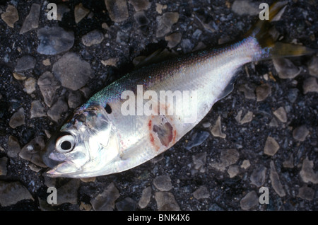 SHELLTOWN, MD, USA - 1997/09/25 : Un biologiste marin détient un poisson Menhaden avec des plaies ouvertes à partir de la chair de manger la pfiesteria foyer de maladie dans le fleuve Pocomoke le long de la baie de Chesapeake le 25 septembre 1997 dans Shelltown, Maryland. L'épidémie a causé une perte de 43 millions de dollars en recettes de la pêche et l'on pense être causées par le ruissellement de fumier de poulet de ferme dans la région. (Photo de Richard Ellis) Banque D'Images