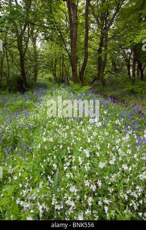 St Loy Bluebells au printemps ; Cornwall Banque D'Images