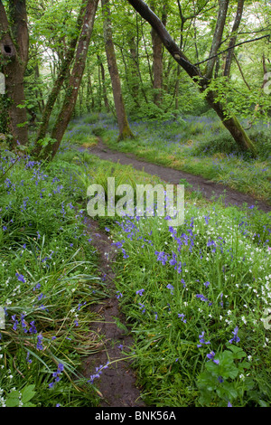 St Loy Bluebells ; printemps ; Cornwall Banque D'Images