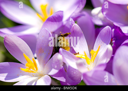 De bourdons (Bombus) obtenir complètement couvert dans le pollen des fleurs crocus mauve lors de la visite au début du printemps dans le Sussex, UK Banque D'Images