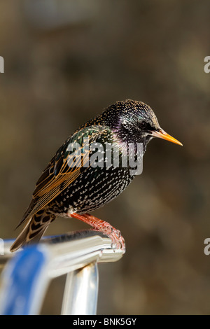 Starling ; Sternus vulgaris ; Banque D'Images