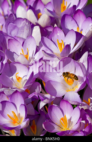 Une seule Abeille domestique (Apis mellifera) venant butiner les crocus lilas au début du printemps dans le Sussex, UK Banque D'Images