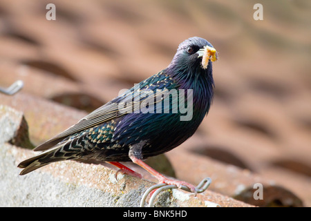 Starling ; Sternus vulgaris ; avec les Banque D'Images