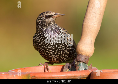 Starling ; Sternus vulgaris ; sur la plante en pot Banque D'Images