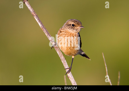 Saxicola torquata Stonechat ; jeunes ; Banque D'Images