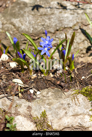 La Campanula poscharskyana campanule serbe, au début du printemps Banque D'Images