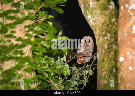 Chouette hulotte Strix Aluco enr. ; ; sur une branche juvénile ; Cornwall Banque D'Images