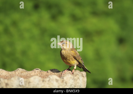 Un nouveau véritable Verdier (Carduelis chloris) : Amérique Latine prend un repos sur un bain d'oiseaux. Banque D'Images