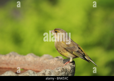 Un nouveau véritable Verdier (Carduelis chloris) : Amérique Latine prend un repos sur un bain d'oiseaux. Banque D'Images