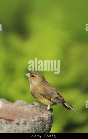 Un nouveau véritable Verdier (Carduelis chloris) : Amérique Latine prend un repos sur un bain d'oiseaux. Banque D'Images