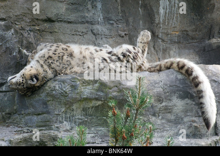 Snow Leopard femme dormir sur son dos Banque D'Images