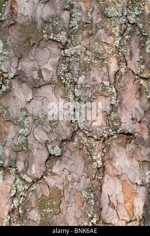 La texture de l'écorce de pin, le motif, l'arrière-plan, papier peint Banque D'Images